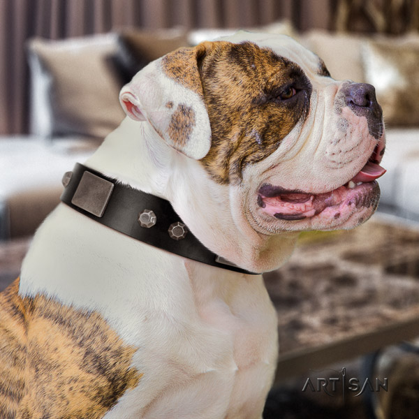 American Bulldog comfortable wearing genuine leather collar with extraordinary studs for your doggie