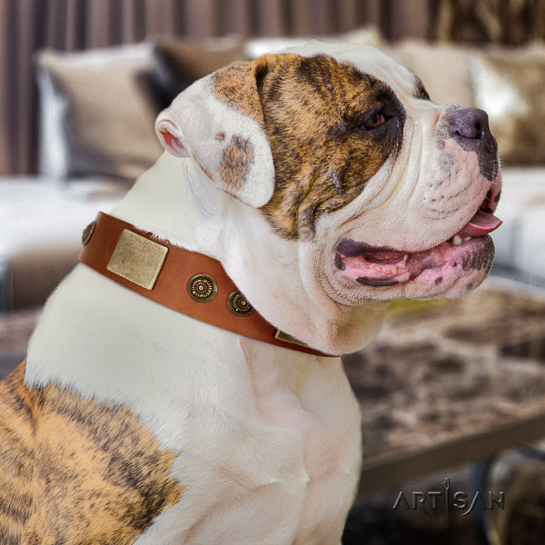 American Bulldog daily walking full grain leather collar with embellishments for your pet