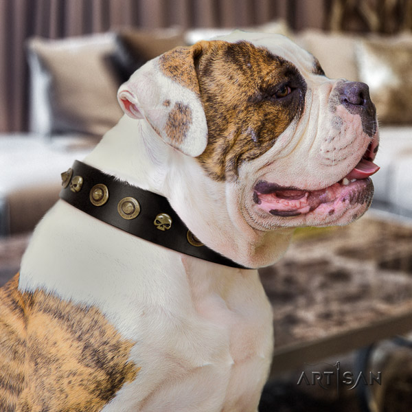 American Bulldog everyday use leather collar with exquisite embellishments for your four-legged friend