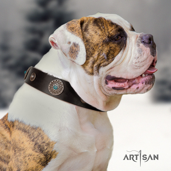 American Bulldog daily walking leather collar with fashionable embellishments for your four-legged friend