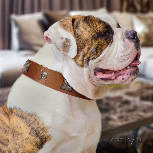 American Bulldog easy wearing natural leather collar with remarkable studs for your doggie