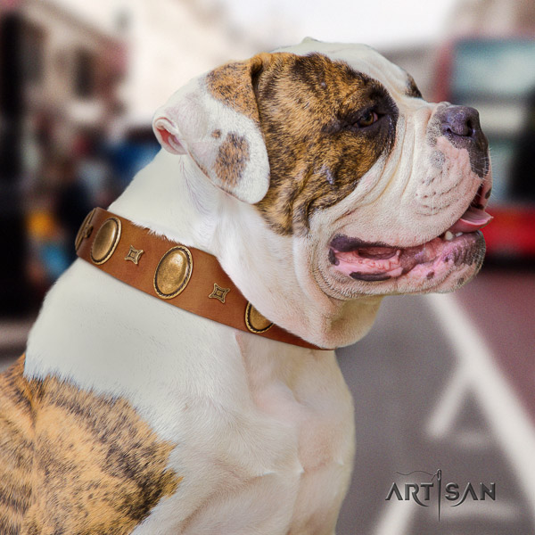 American Bulldog basic training leather collar with stylish embellishments for your doggie
