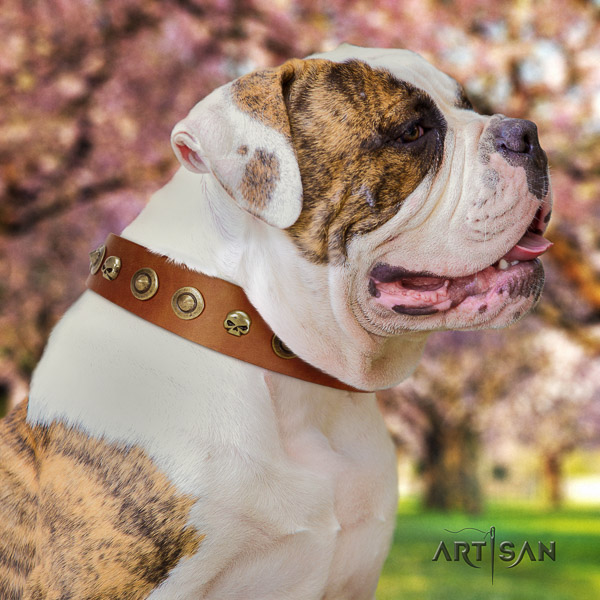 American Bulldog everyday walking natural leather collar with stylish design embellishments for your doggie