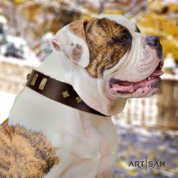 American Bulldog basic training natural leather collar with stylish design studs for your four-legged friend