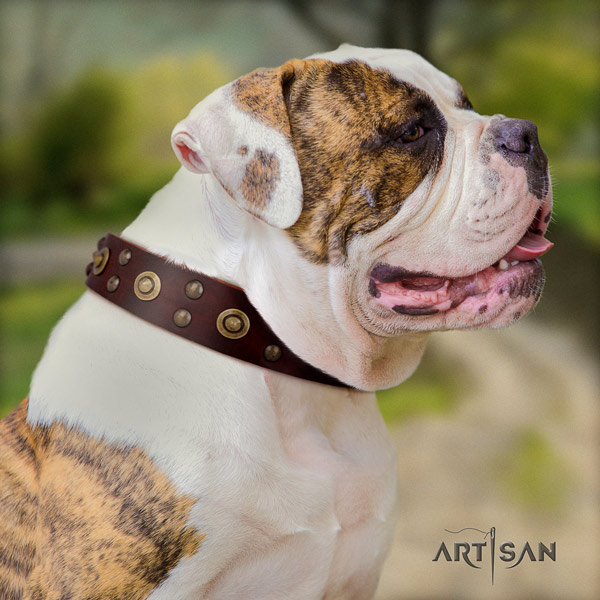 American Bulldog significant full grain leather dog collar with studs