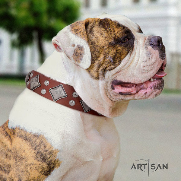 American Bulldog remarkable leather dog collar with decorations