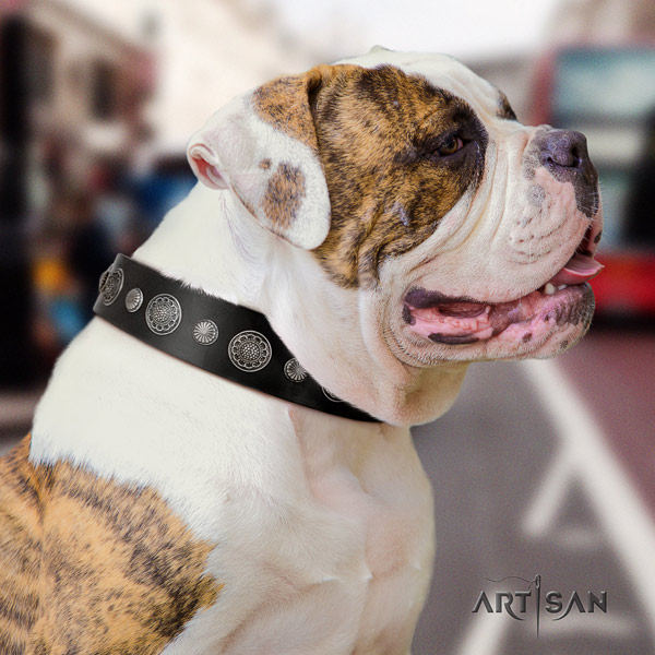 American Bulldog exquisite full grain leather dog collar with decorations for everyday walking