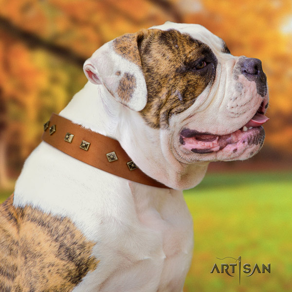 American Bulldog exceptional genuine leather dog collar with decorations for stylish walking