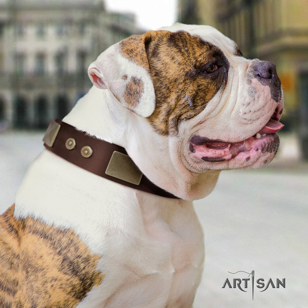 American Bulldog amazing full grain leather dog collar with adornments for handy use