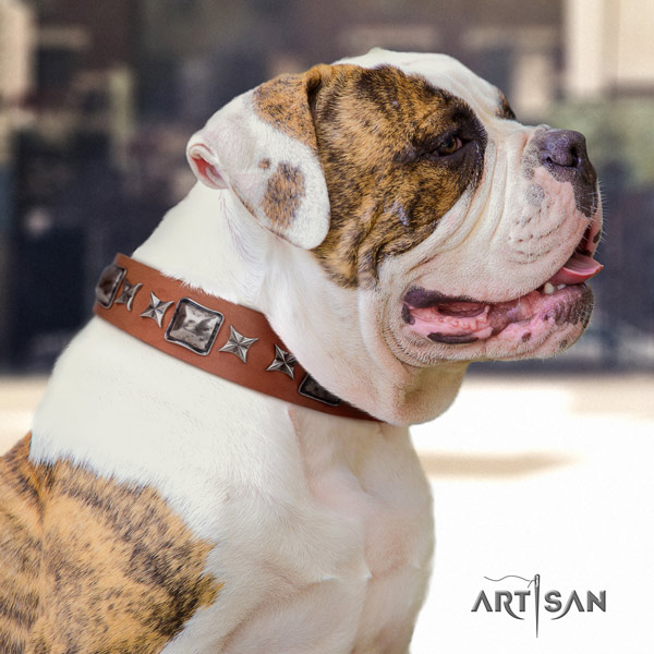 American Bulldog impressive genuine leather dog collar with embellishments