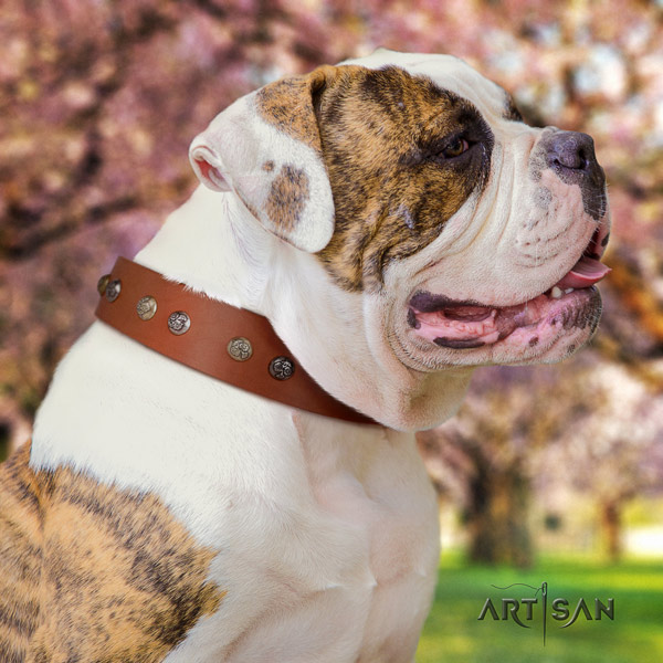 American Bulldog top notch full grain leather dog collar with embellishments