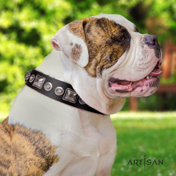 American Bulldog amazing leather dog collar with embellishments