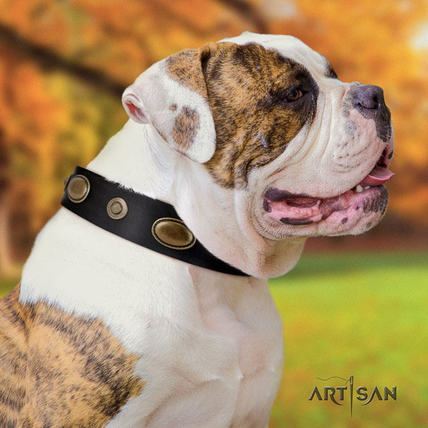 American Bulldog exceptional genuine leather dog collar with decorations for easy wearing