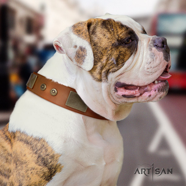 American Bulldog stylish genuine leather dog collar with embellishments for walking