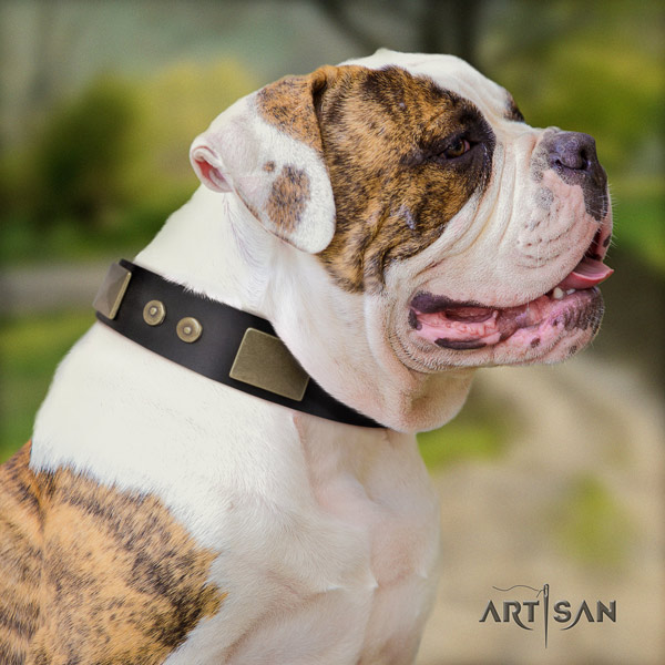 American Bulldog trendy genuine leather dog collar with decorations for everyday walking