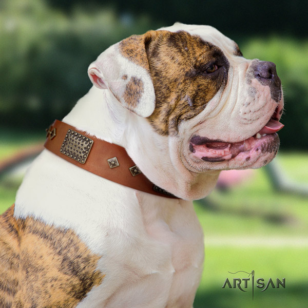 American Bulldog incredible leather dog collar with decorations for handy use