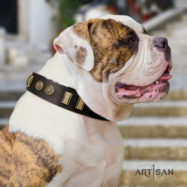 American Bulldog unusual full grain leather dog collar with adornments for everyday use