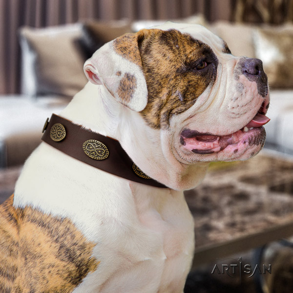 American Bulldog incredible full grain leather dog collar with adornments for comfortable wearing