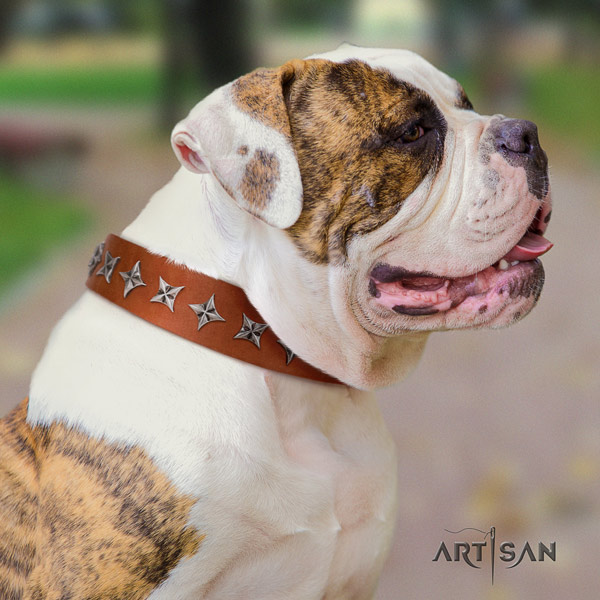 American Bulldog exquisite full grain leather dog collar with studs for comfy wearing