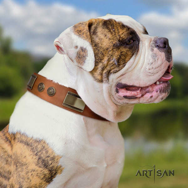 American Bulldog designer leather dog collar with embellishments for comfortable wearing