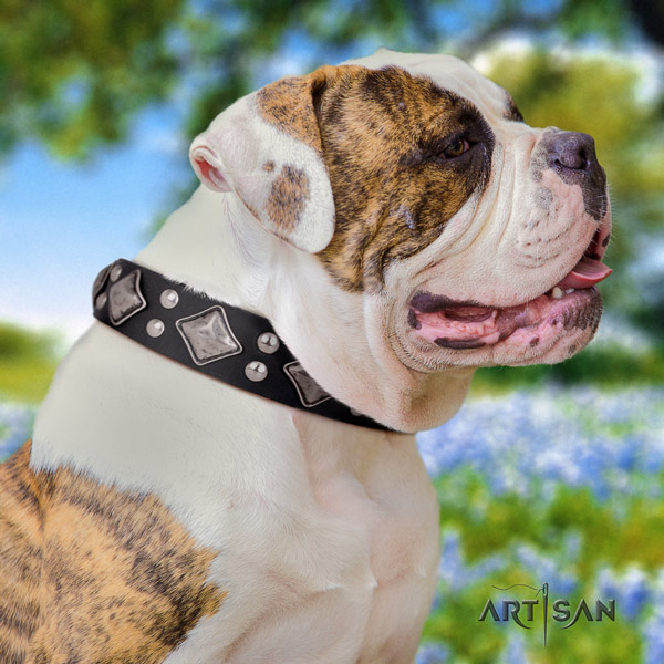 American Bulldog impressive full grain leather dog collar with adornments