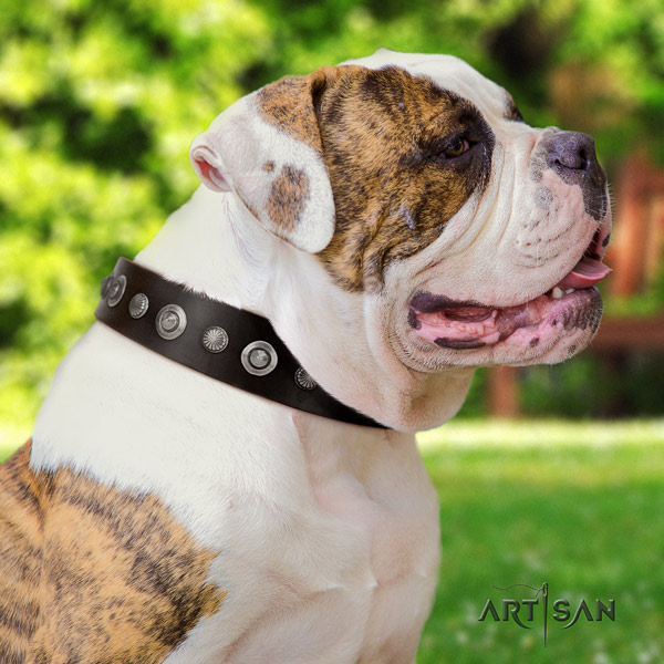 American Bulldog inimitable leather dog collar with adornments for comfy wearing