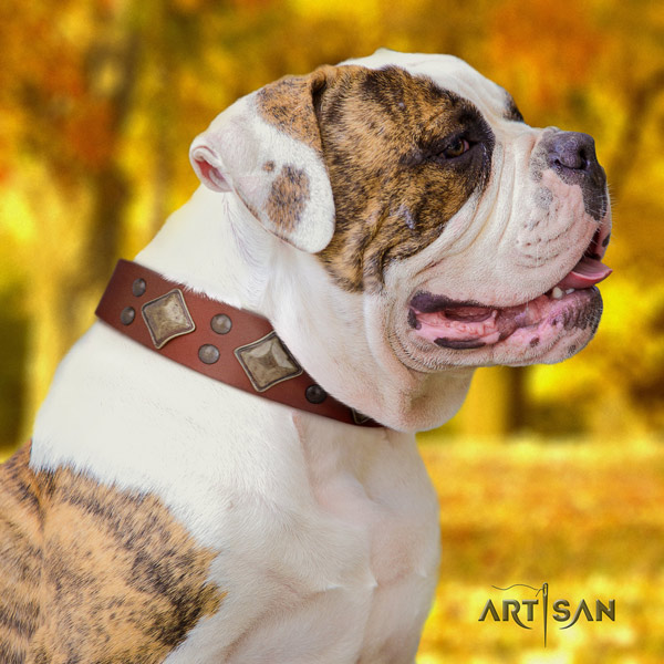 American Bulldog incredible genuine leather dog collar with decorations