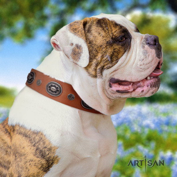 American Bulldog trendy genuine leather dog collar with adornments