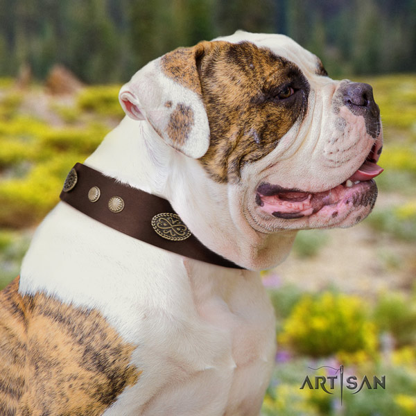 American Bulldog stylish full grain leather dog collar with embellishments for easy wearing