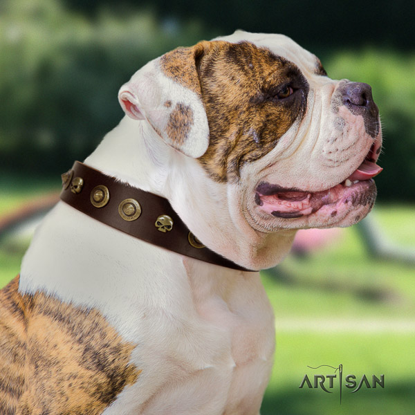 American Bulldog comfortable wearing natural leather collar with significant adornments for your four-legged friend