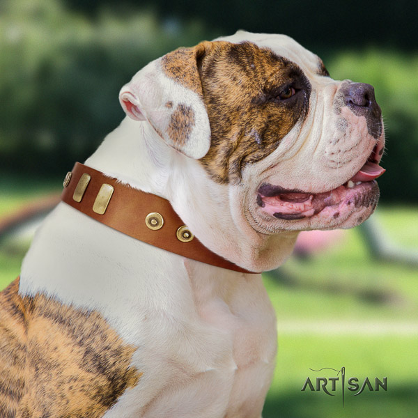 American Bulldog daily walking natural leather collar with remarkable embellishments for your pet