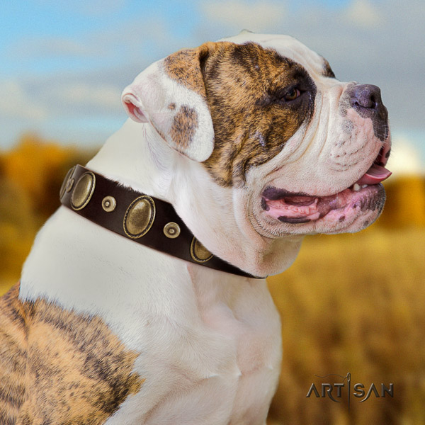 American Bulldog daily walking full grain leather collar with unique embellishments for your doggie