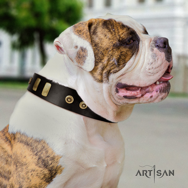 American Bulldog handy use leather collar with top notch studs for your dog