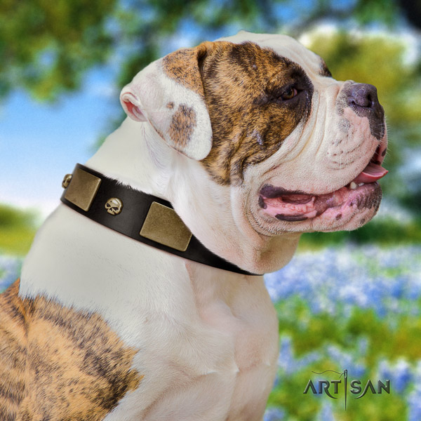 American Bulldog handy use leather collar with trendy adornments for your pet