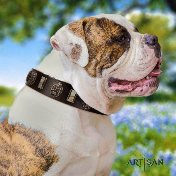 American Bulldog walking genuine leather collar with decorations for your doggie