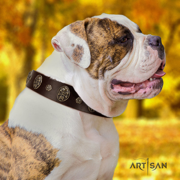 American Bulldog everyday use full grain leather collar with decorations for your pet