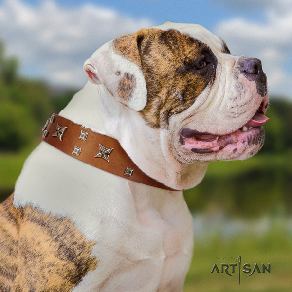 American Bulldog stylish walking leather collar with awesome adornments for your dog