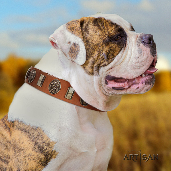 American Bulldog daily walking genuine leather collar with embellishments for your doggie