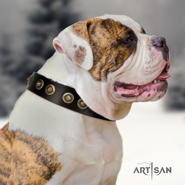 American Bulldog everyday use full grain leather collar with adornments for your four-legged friend