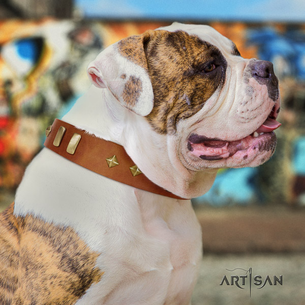 American Bulldog daily walking full grain leather collar with incredible adornments for your doggie