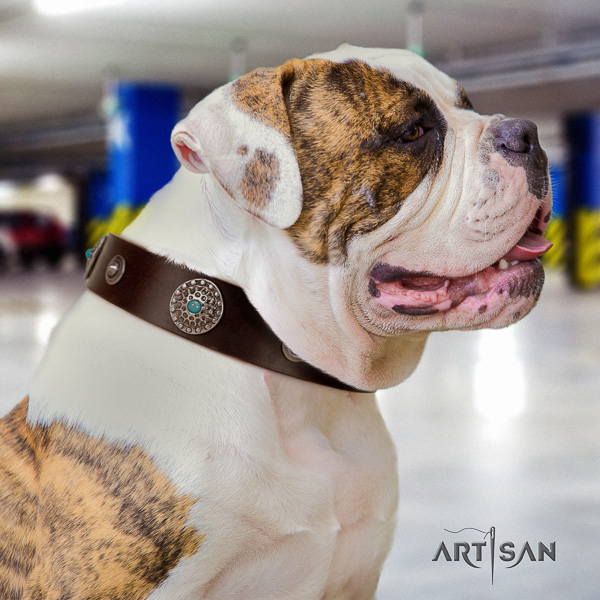 American Bulldog walking genuine leather collar with unique studs for your canine