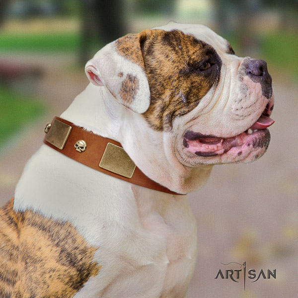 American Bulldog daily use natural leather collar with significant adornments for your four-legged friend