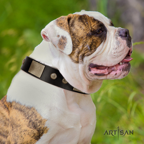 American Bulldog stylish walking full grain leather collar with embellishments for your canine