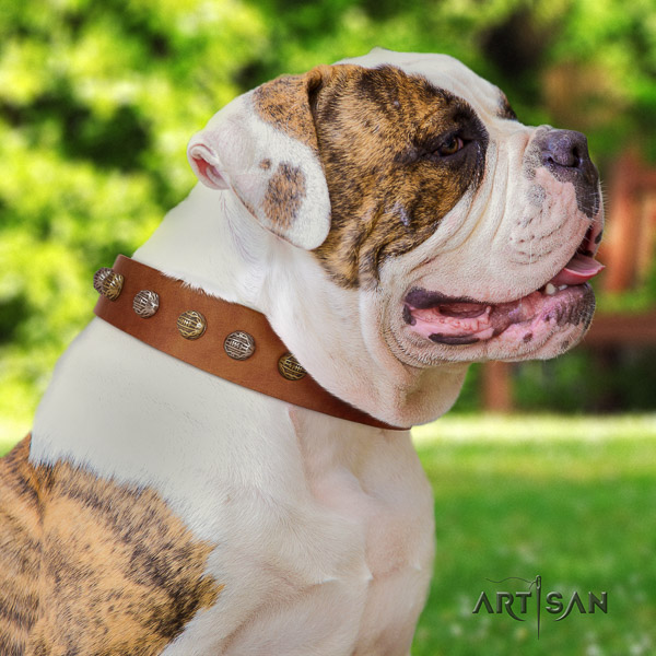 American Bulldog stylish walking full grain leather collar with unique studs for your doggie