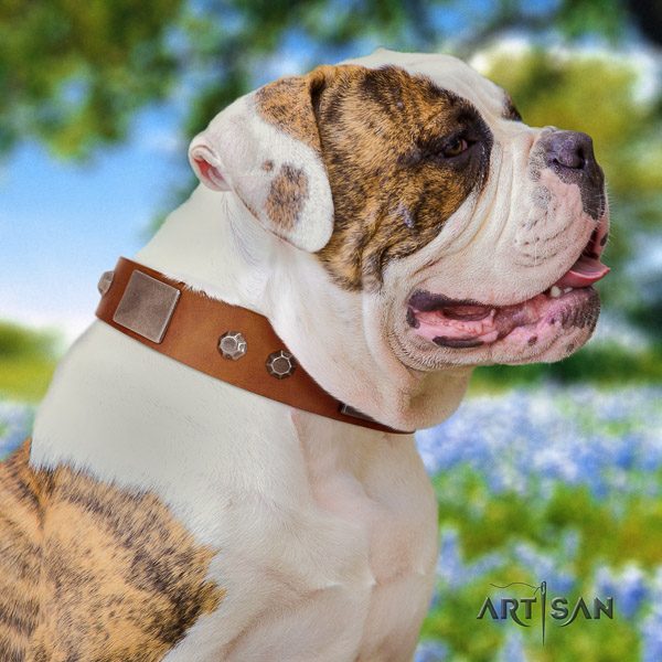 American Bulldog everyday use genuine leather collar with impressive embellishments for your dog