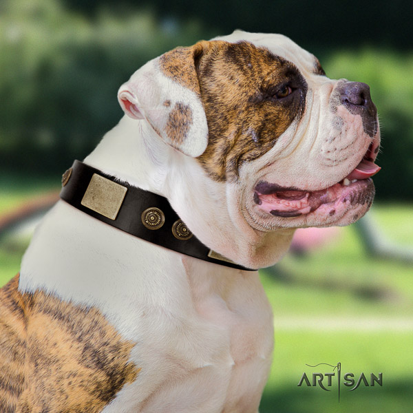 American Bulldog basic training full grain leather collar with adornments for your pet