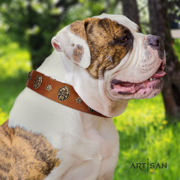 American Bulldog everyday use full grain natural leather collar with adornments for your dog