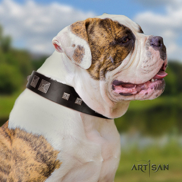 American Bulldog daily walking leather collar with unique studs for your canine
