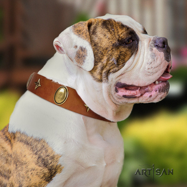 American Bulldog daily use full grain leather collar with awesome studs for your doggie