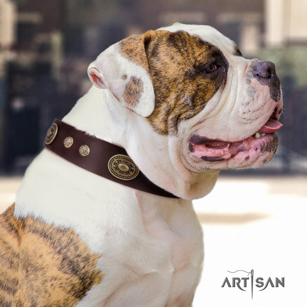 American Bulldog stylish genuine leather dog collar with adornments for daily walking
